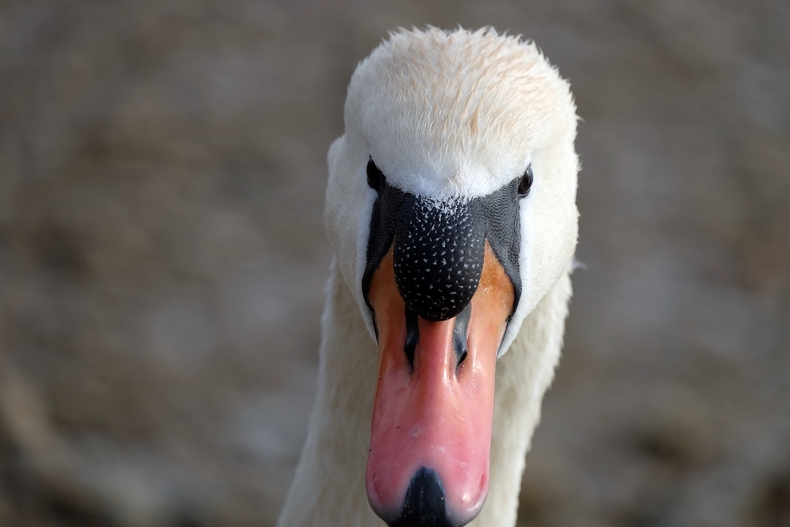 Schwanen Portrait ( schau mir in die Augen )