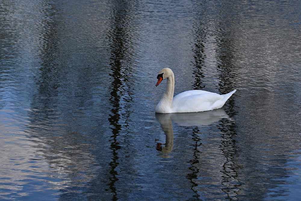 "Schwanen-See"