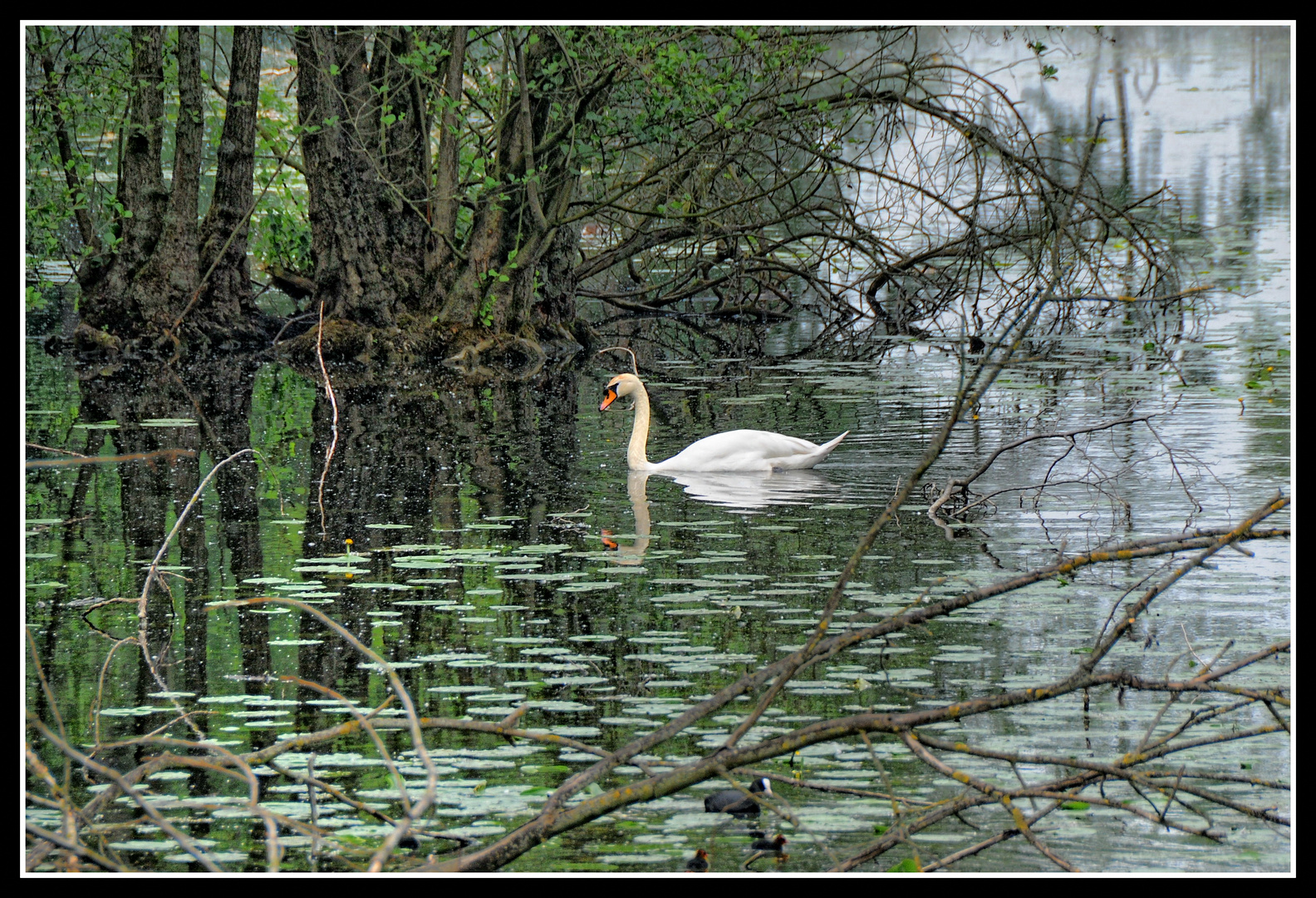 Schwanen-See