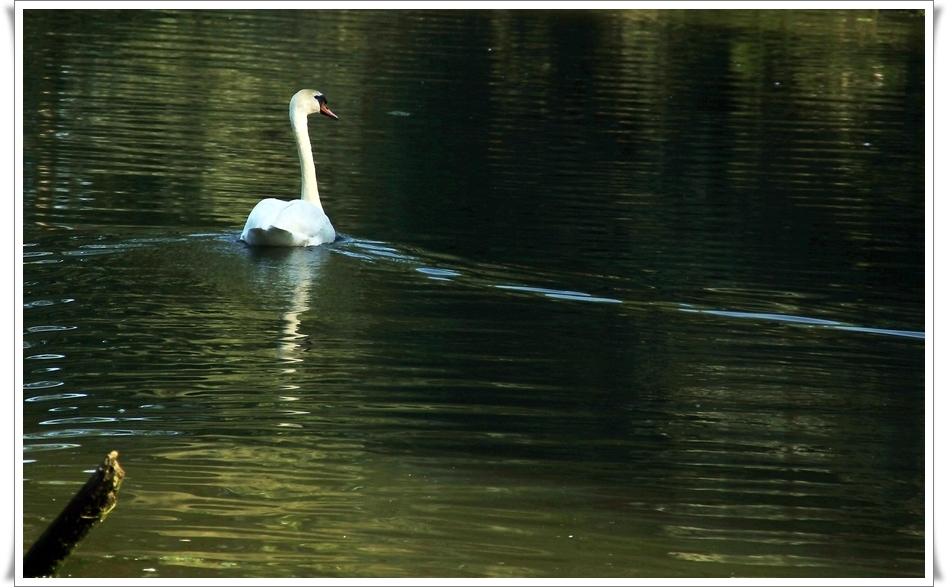 Schwanen-See