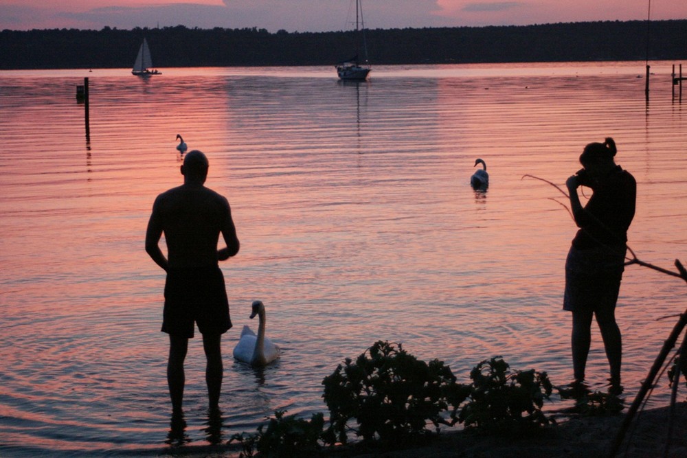 Schwanen -See oder Sonnenuntergangs-Idylle