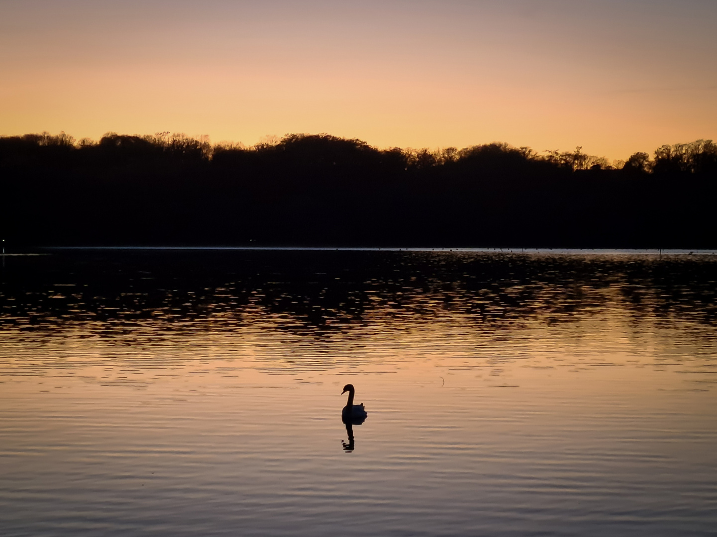 Schwanen-Silhouette 