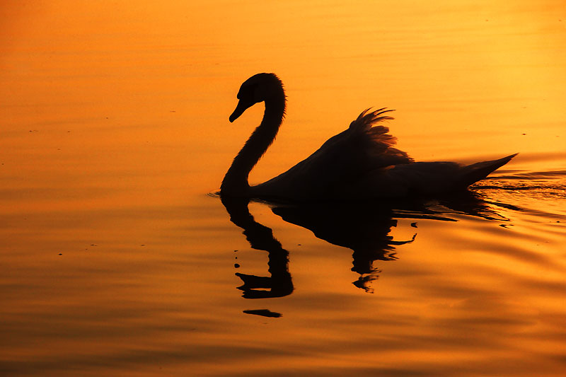 Schwanen-Silhouette bei Sonnenaufgang