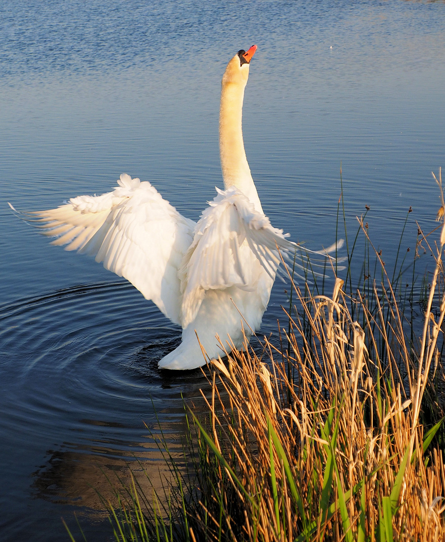 Schwanen Stretching ..