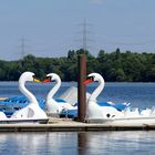 Schwanen-Treff im Tretboot-Hafen