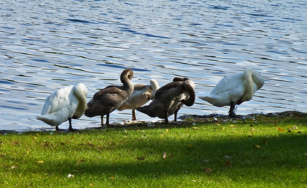 Schwanen-Yoga