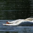 Schwanen-Yoga