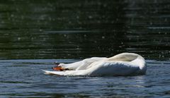 Schwanen-Yoga