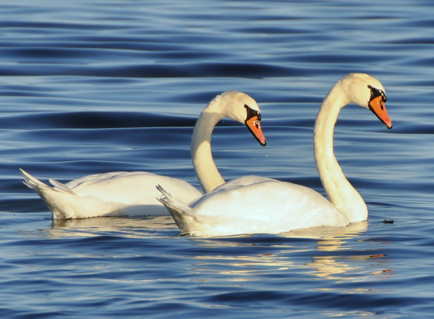 Schwanenausflug