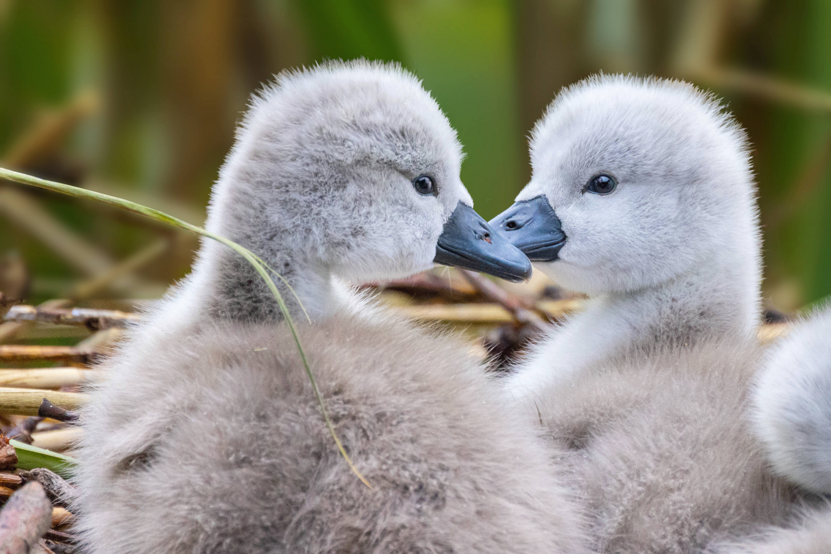 Schwanenbabys