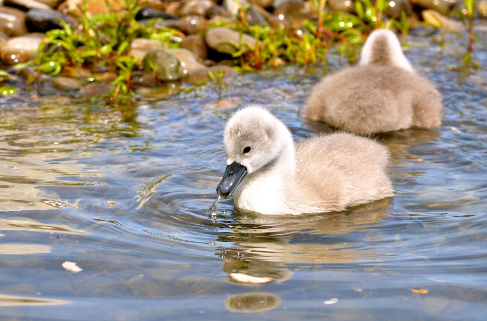 Schwanenbabys