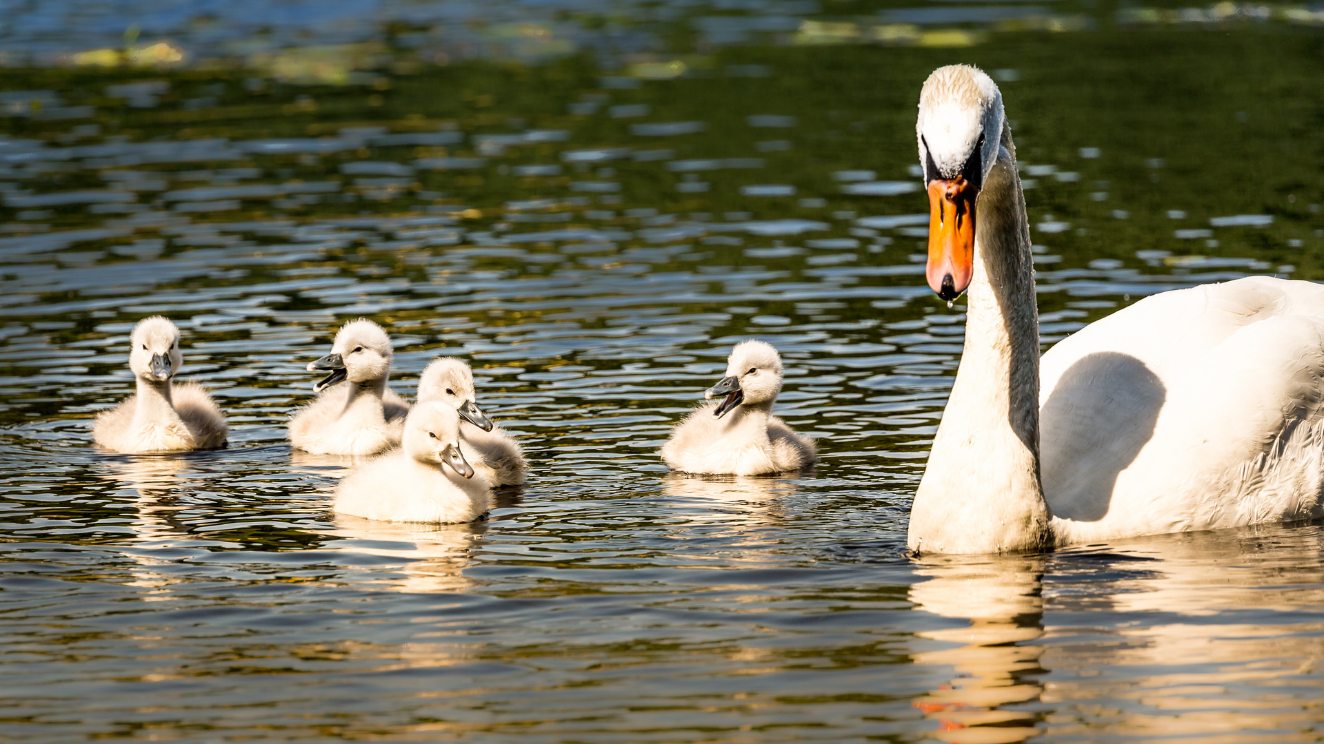 Schwanenbabys