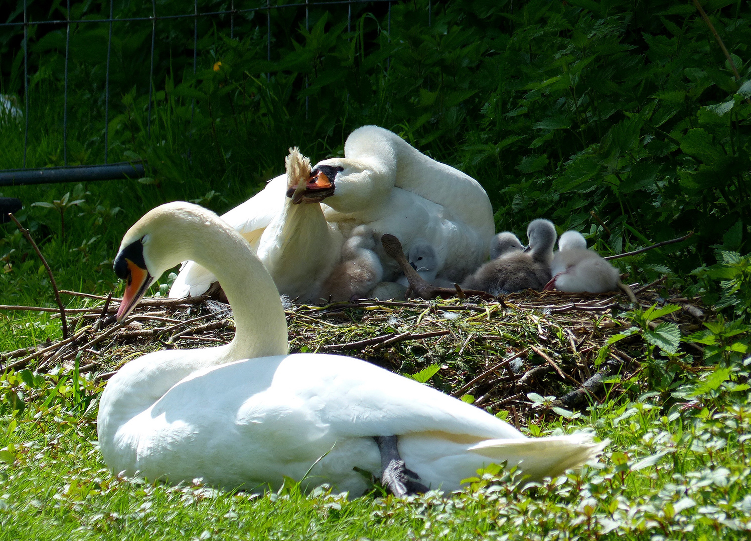 Schwanenbabys