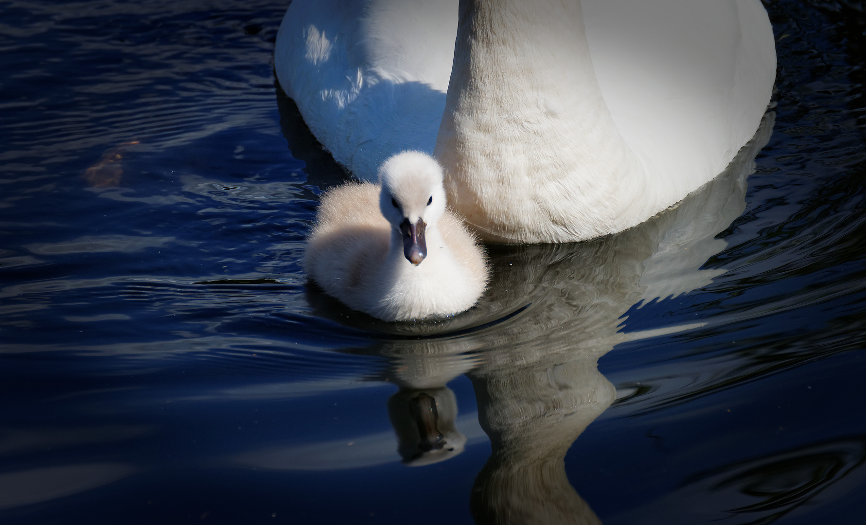 Schwanenbabys Ausflug