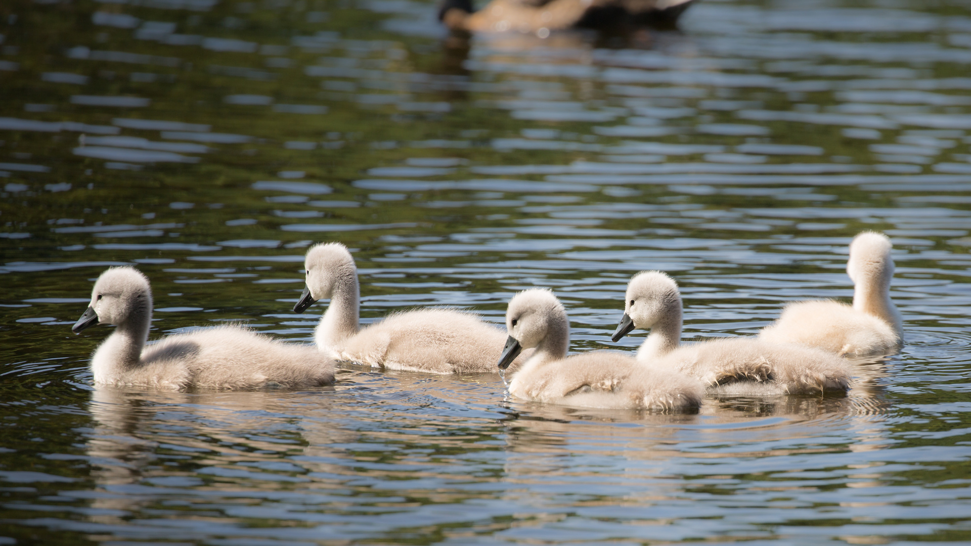 Schwanenbabys