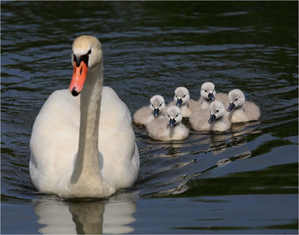 Schwanenbabys sind geschlüpft