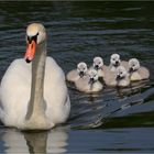 Schwanenbabys sind geschlüpft