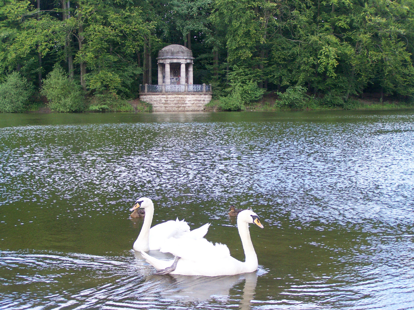 Schwanenbalett Sommer 2010