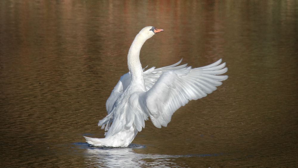 schwanenballett