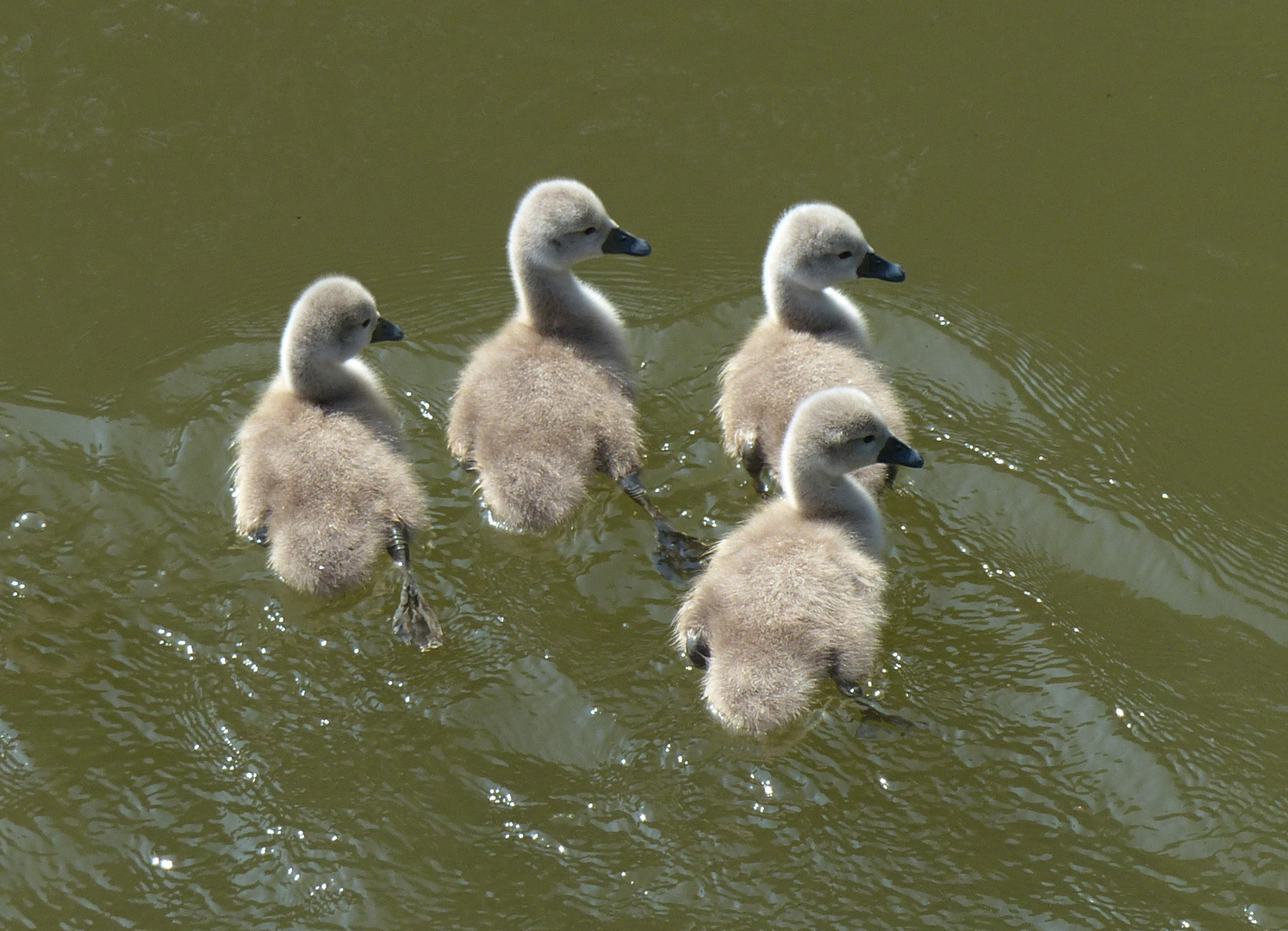 Schwanenballett 