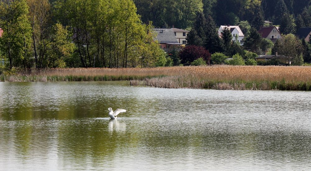 Schwanenballett auf dem Wasser