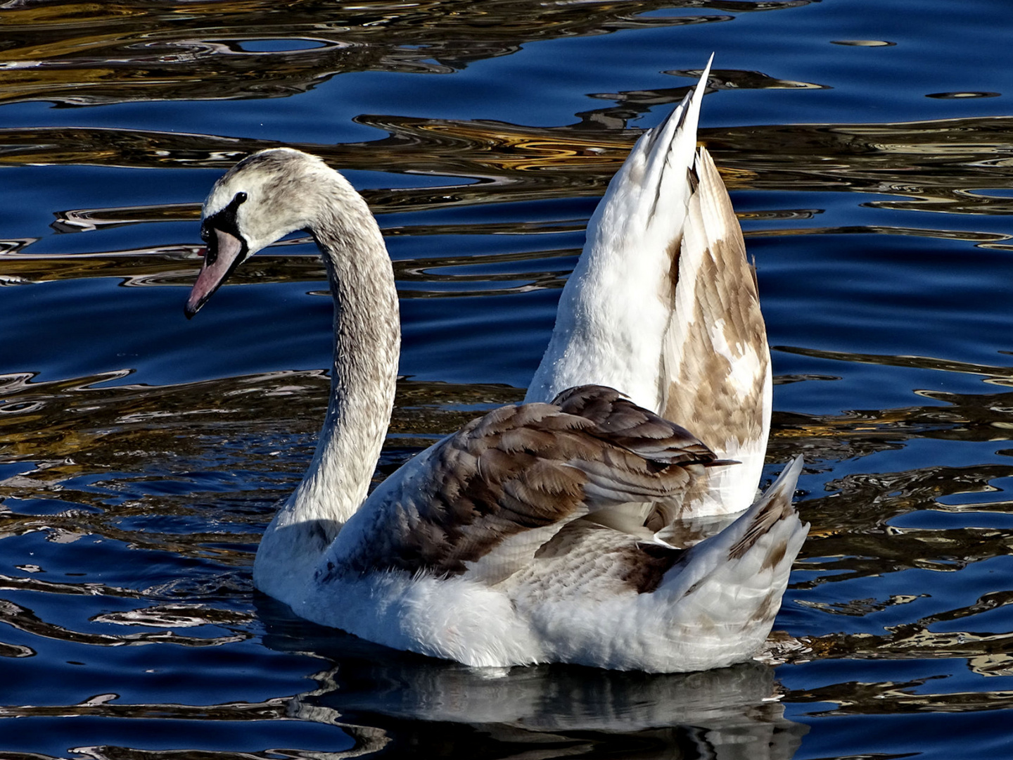 Schwanenballett