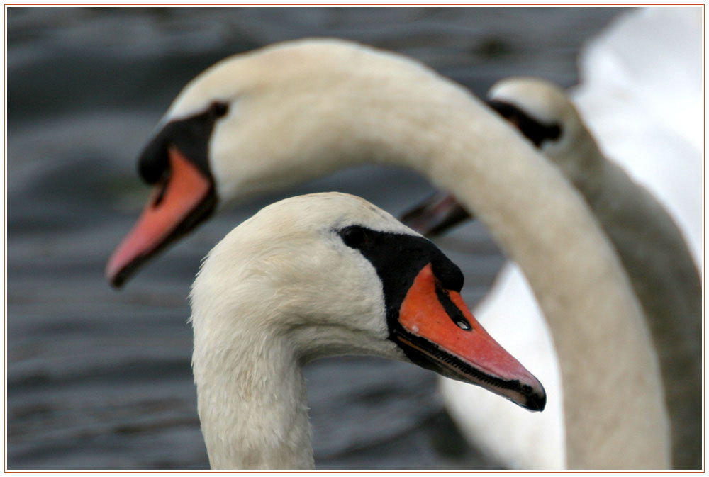 Schwanenballett ..oder.. Yin und Yang?