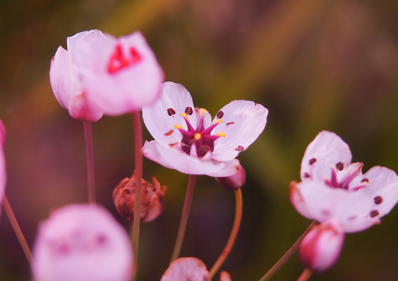 Schwanenblume