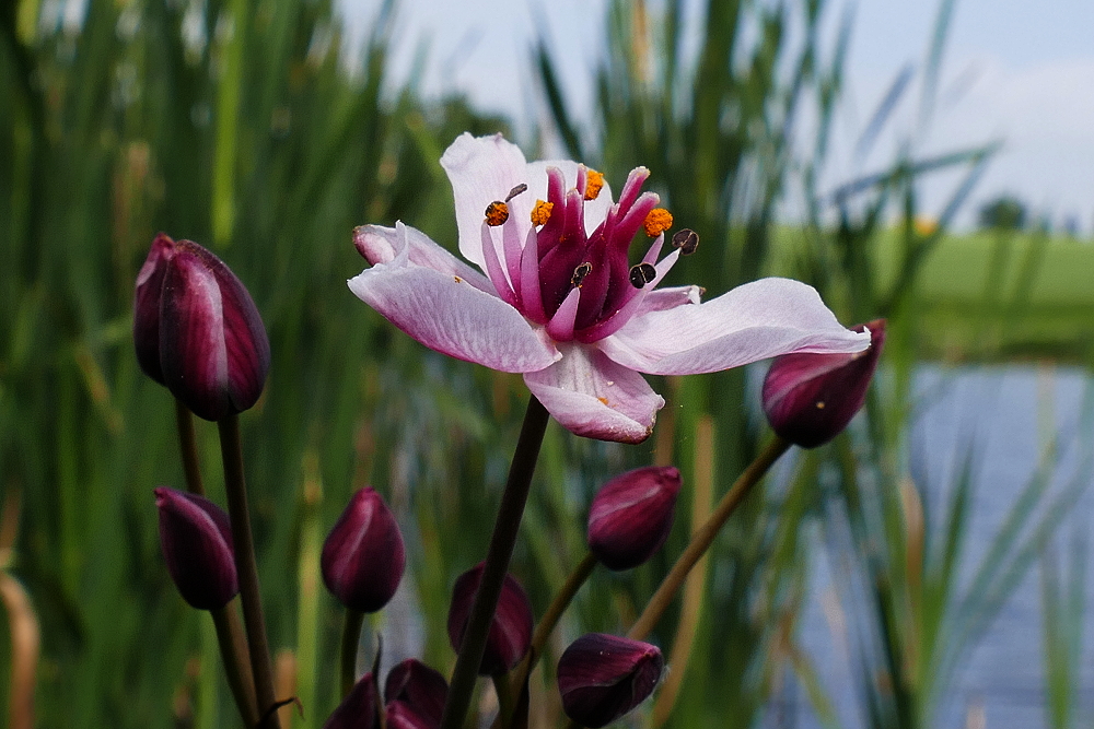 Schwanenblume Foto & Bild natur, pflanzen, blüten Bilder auf
