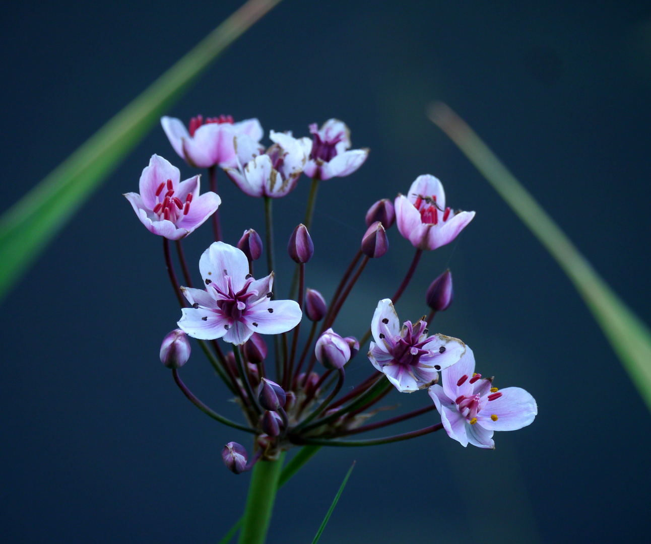 Schwanenblume ...