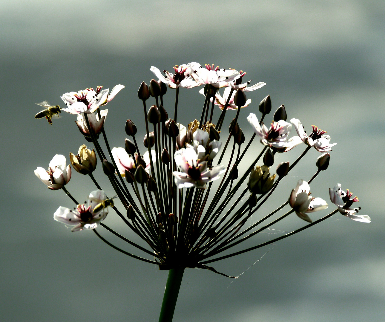 Schwanenblume 