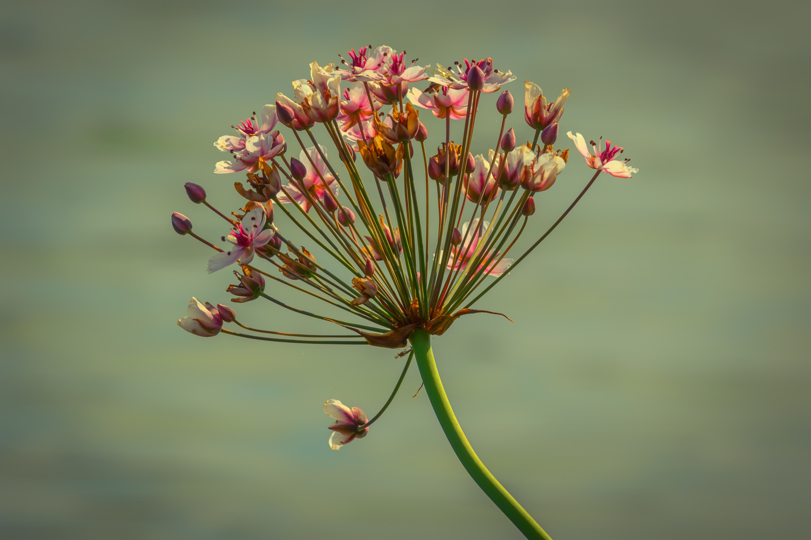 Schwanenblume