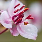 Schwanenblume (Butomus umbellatus).