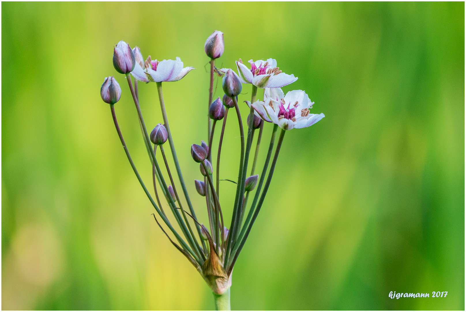 schwanenblume (butomus umbellatus)..........