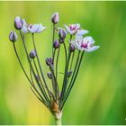 schwanenblume (butomus umbellatus)..........