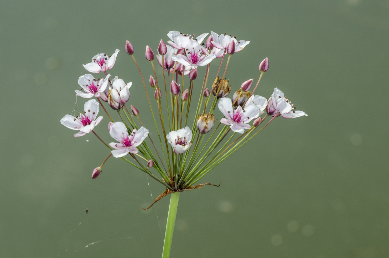 Schwanenblume (Butomus umbellatus)