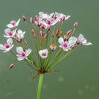 Schwanenblume (Butomus umbellatus)