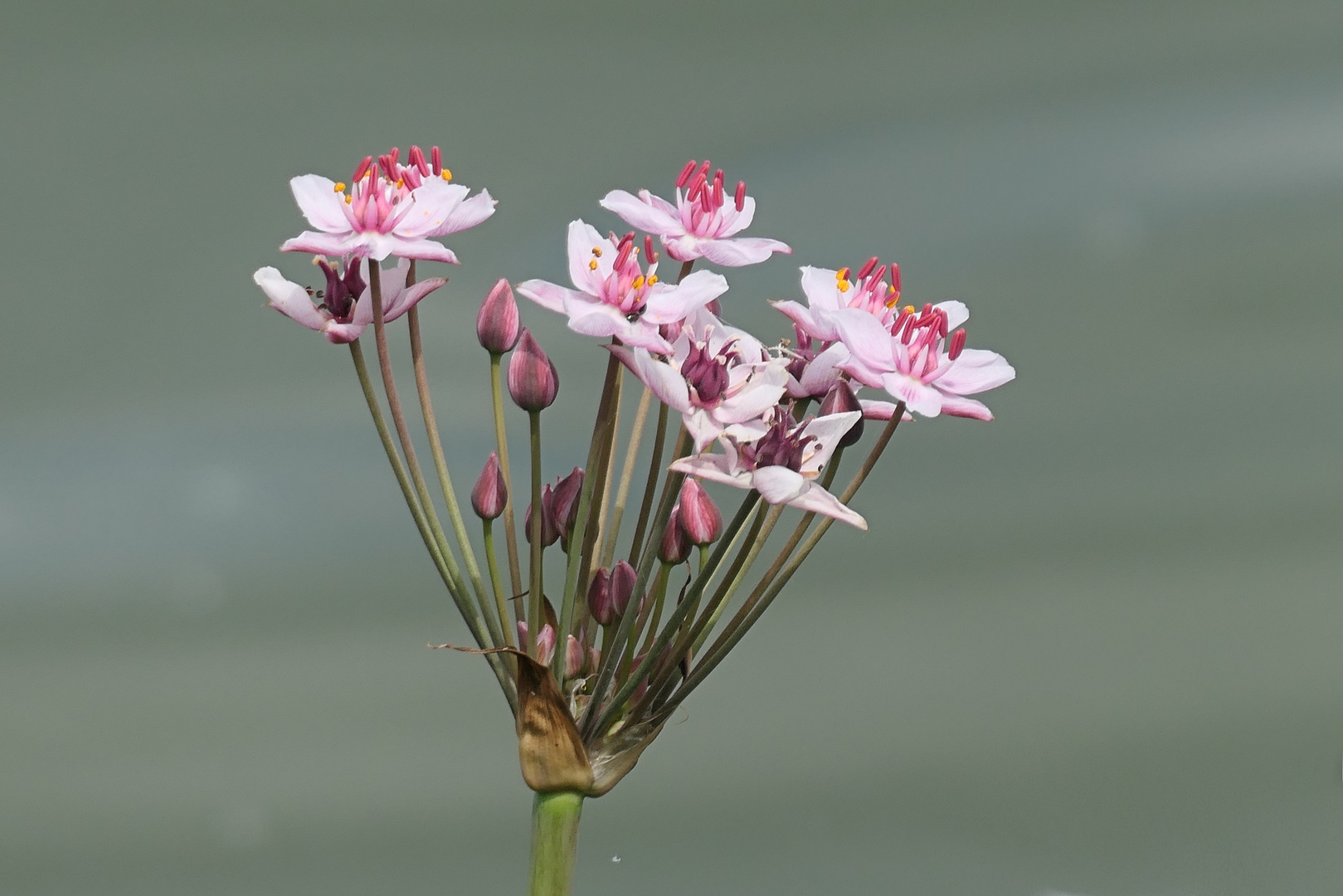 Schwanenblume (Butomus umbellatus)