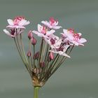 Schwanenblume (Butomus umbellatus)