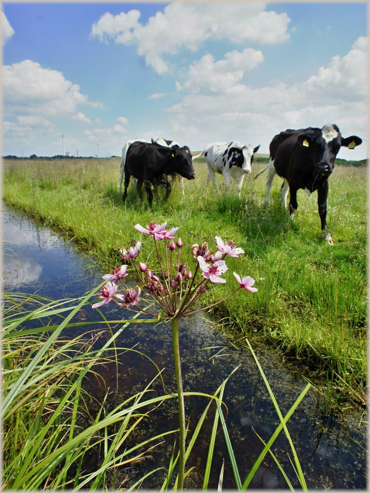 Schwanenblume Butomus umbellatus am Graben