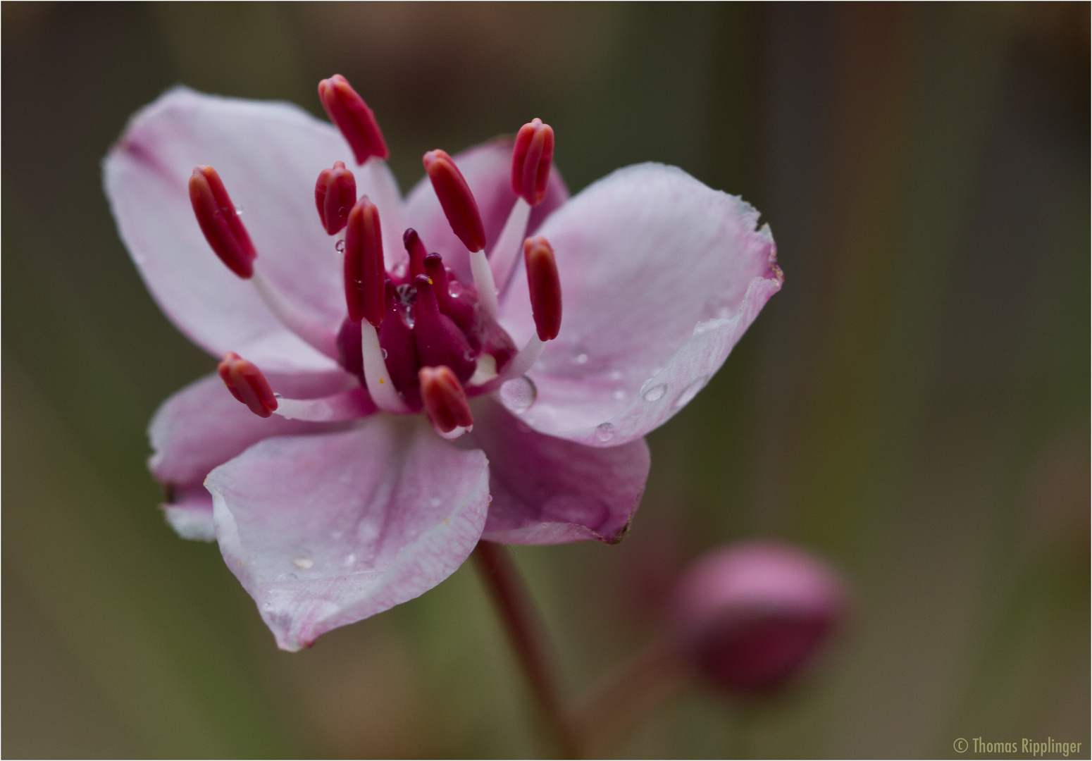 Schwanenblume (Butomus umbellatus)