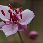 Schwanenblume (Butomus umbellatus)