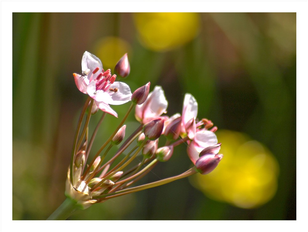 Schwanenblume