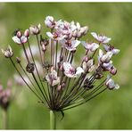 Schwanenblume