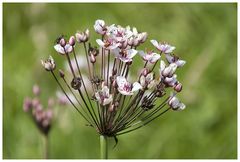 Schwanenblume