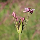 Schwanenblume