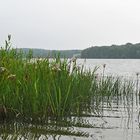 Schwanenblume: Hilflos gegen Düsternis