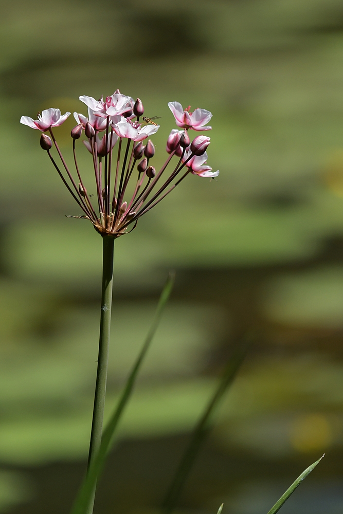 Schwanenblume: Schönheit am Weiherrand