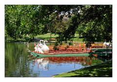 Schwanenboote im Public Garden