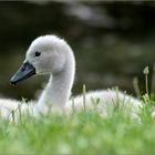 schwanendaune für kuschelsonntag